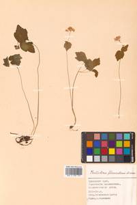 Thalictrum filamentosum Maxim., Siberia, Russian Far East (S6) (Russia)