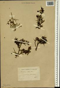 Calicotome villosa (Poir.)Link, South Asia, South Asia (Asia outside ex-Soviet states and Mongolia) (ASIA) (Turkey)