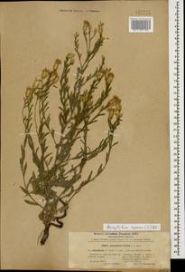 Rhaponticum repens (L.) Hidalgo, Caucasus, Azerbaijan (K6) (Azerbaijan)