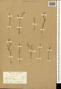 Dianthus nudiflorus Griff., Crimea (KRYM) (Russia)