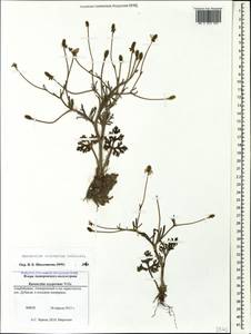 Ranunculus cicutarius Schltdl., Caucasus, Azerbaijan (K6) (Azerbaijan)