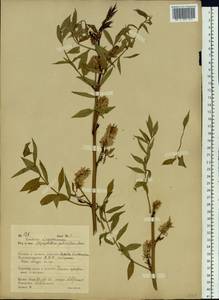 Glycyrrhiza pallidiflora Maxim., Siberia, Russian Far East (S6) (Russia)