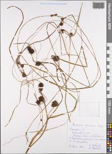 Sparganium gramineum Georgi, Eastern Europe, Central region (E4) (Russia)