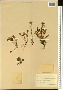 Tephroseris subfrigida (Kom.) Holub, Siberia, Chukotka & Kamchatka (S7) (Russia)