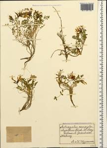 Astragalus campylorhynchus Fischer & C. A. Meyer, Caucasus (no precise locality) (K0)