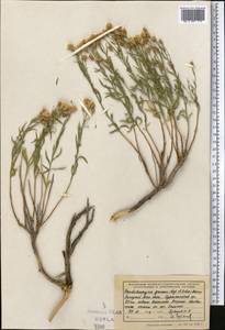 Crinitaria grimmii (Regel & Schmalh.) Grierson, Middle Asia, Western Tian Shan & Karatau (M3) (Uzbekistan)