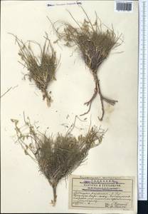 Astragalus kronenburgii B. Fedtsch. ex Kneucker, Middle Asia, Western Tian Shan & Karatau (M3) (Kazakhstan)