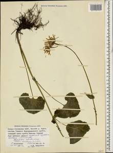 Dolichorrhiza caucasica (M. Bieb.) Galushko, Caucasus, North Ossetia, Ingushetia & Chechnya (K1c) (Russia)