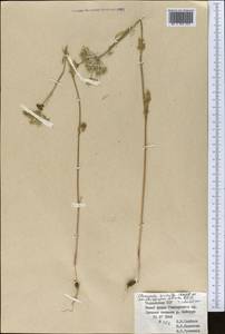 Scaligeria hirtula (Regel & Schmalh.) Lipsky ex Korovin, Middle Asia, Pamir & Pamiro-Alai (M2) (Tajikistan)