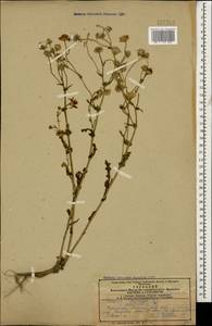 Senecio vernalis Waldst. & Kit., Caucasus, Armenia (K5) (Armenia)