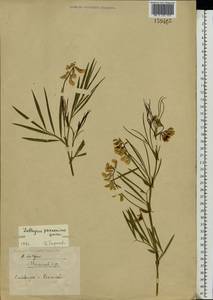 Lathyrus pannonicus (Jacq.) Garcke, Eastern Europe, Middle Volga region (E8) (Russia)