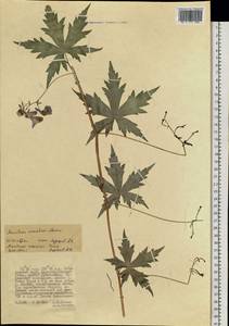 Aconitum sczukinii Turcz., Siberia, Russian Far East (S6) (Russia)