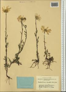 Chrysanthemum zawadskii subsp. zawadskii, Siberia, Altai & Sayany Mountains (S2) (Russia)