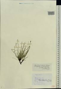 Equisetum ramosissimum Desf., Eastern Europe, Middle Volga region (E8) (Russia)