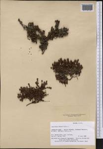 Saxifraga oppositifolia, America (AMER) (United States)