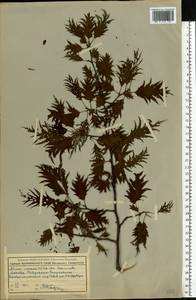 Alnus incana (L.) Moench, Eastern Europe, Moscow region (E4a) (Russia)