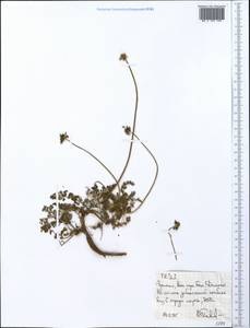 Apiaceae, Africa (AFR) (Ethiopia)