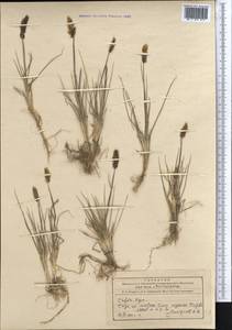 Trisetum, Middle Asia, Northern & Central Tian Shan (M4) (Kyrgyzstan)