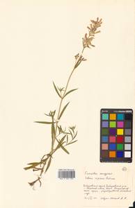 Silene repens Patrin, Siberia, Russian Far East (S6) (Russia)