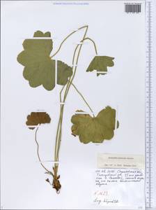 Alchemilla nemoralis Alechin, Eastern Europe, Lower Volga region (E9) (Russia)