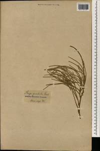 Platycladus orientalis (L.) Franco, South Asia, South Asia (Asia outside ex-Soviet states and Mongolia) (ASIA) (Russia)