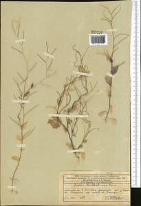 Arabis auriculata Lam., Middle Asia, Western Tian Shan & Karatau (M3) (Kazakhstan)