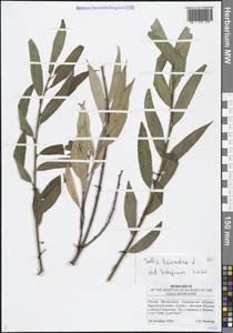Salix triandra L., Eastern Europe, Middle Volga region (E8) (Russia)