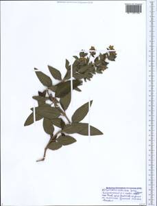 Lysimachia verticillaris Spreng., Caucasus, Black Sea Shore (from Novorossiysk to Adler) (K3) (Russia)