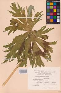 Aconitum septentrionale Koelle, Eastern Europe, Eastern region (E10) (Russia)