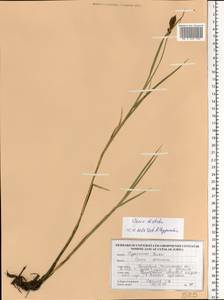 Carex disticha Huds., Eastern Europe, Belarus (E3a) (Belarus)