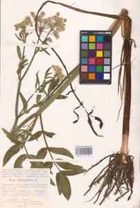 Sium latifolium L., Middle Asia, Caspian Ustyurt & Northern Aralia (M8) (Kazakhstan)