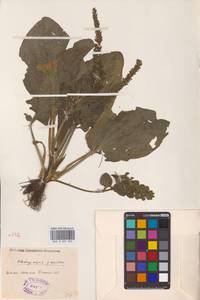 Plantago major L., Eastern Europe, Moscow region (E4a) (Russia)