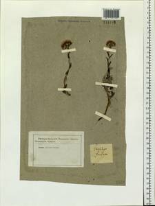 Tussilago farfara L., Siberia (no precise locality) (S0) (Russia)