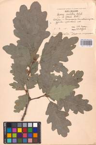 Quercus petraea (Matt.) Liebl., Eastern Europe, Moldova (E13a) (Moldova)