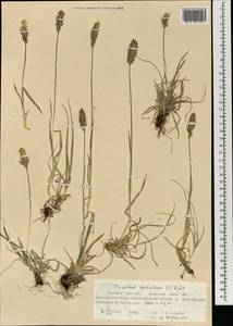 Trisetum spicatum (L.) K.Richt., Mongolia (MONG) (Mongolia)