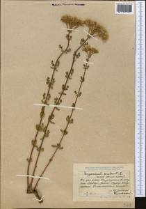 Hypericum scabrum L., Middle Asia, Dzungarian Alatau & Tarbagatai (M5) (Kazakhstan)