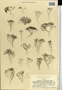 Radiola linoides Roth, Eastern Europe, Central region (E4) (Russia)