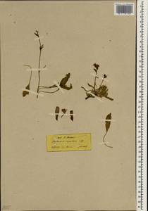 Asyneuma limonifolium subsp. limonifolium, South Asia, South Asia (Asia outside ex-Soviet states and Mongolia) (ASIA) (Turkey)