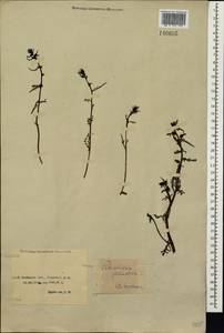 Pedicularis palustris subsp. karoi (Freyn) Tsoong, Siberia, Baikal & Transbaikal region (S4) (Russia)