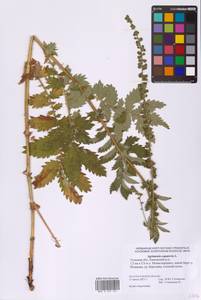 Agrimonia eupatoria L., Eastern Europe, Central region (E4) (Russia)
