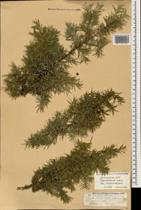 Juniperus communis var. saxatilis Pall., Caucasus, Dagestan (K2) (Russia)