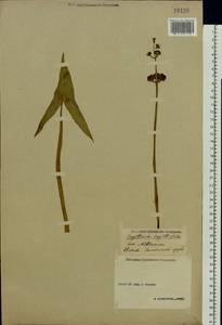 Sagittaria sagittifolia L., Eastern Europe, Volga-Kama region (E7) (Russia)