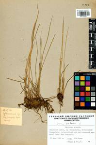 Juncus filiformis L., Siberia, Baikal & Transbaikal region (S4) (Russia)