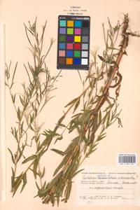 Epilobium adenocaulon × palustre, Eastern Europe, Moscow region (E4a) (Russia)