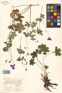 Geranium krameri Franch. & Sav., Siberia, Russian Far East (S6) (Russia)