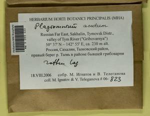 Plagiomnium acutum (Lindb.) T.J. Kop., Bryophytes, Bryophytes - Russian Far East (excl. Chukotka & Kamchatka) (B20) (Russia)