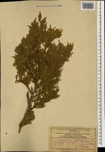 Juniperus foetidissima Willd., Caucasus, Azerbaijan (K6) (Azerbaijan)