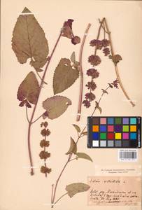 MHA 0 156 477, Salvia verticillata L., Eastern Europe, North-Western region (E2) (Russia)
