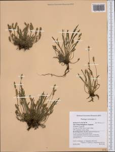 Plantago coronopus L., Western Europe (EUR) (United Kingdom)