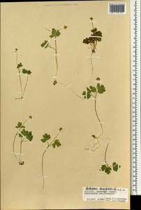 Adoxa moschatellina L., Mongolia (MONG) (Mongolia)